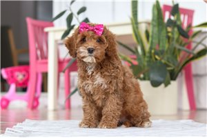 Violet - Cockapoo for sale