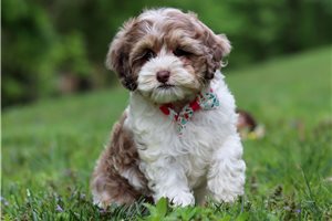 Europa - Cockapoo for sale
