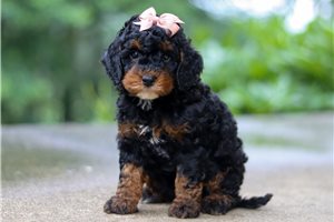 Jade - Cockapoo for sale