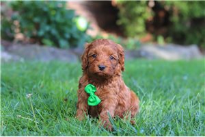 Murphy - Cockapoo for sale