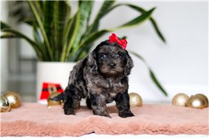 Rissa - Cockapoo for sale