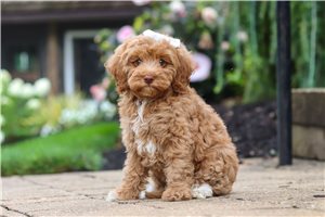 Karlita - Cockapoo for sale