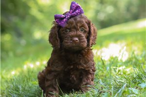 Maeve - Cockapoo for sale