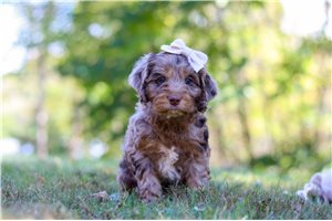Lily - Cockapoo for sale