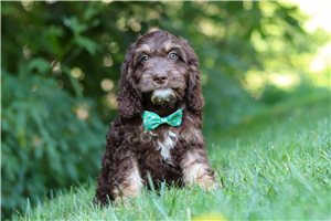Mateo - Cockapoo for sale