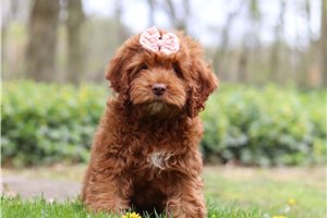 Brynlee - Cockapoo for sale