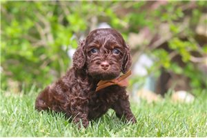 Mason - puppy for sale
