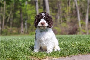 Benny - Cockapoo for sale