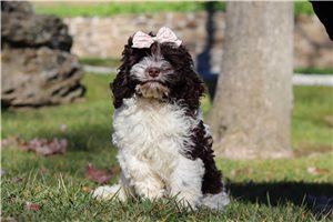Elise - Cockapoo for sale