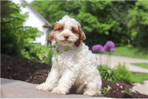 Charlie - Cockapoo for sale