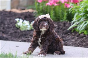 Annie - puppy for sale