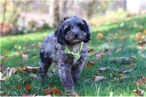 Evander - Cockapoo for sale