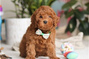 Andrew - Cockapoo for sale