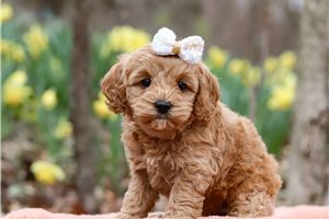 Gypsy - Cockapoo for sale
