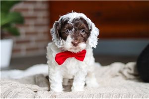 Emilio - puppy for sale