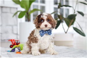 Evander - Cockapoo for sale