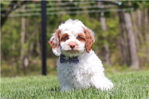Charlie - Cockapoo for sale