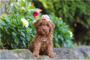 Megan - puppy for sale