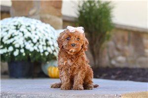 Marigold - Cockapoo for sale