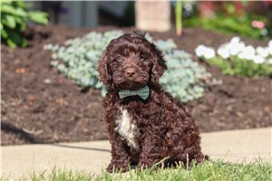 Matt - Cockapoo for sale