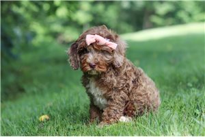 Mia - Cockapoo for sale