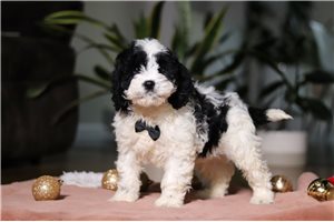 Patrick - Cockapoo for sale