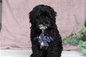 Timothy - Cockapoo for sale
