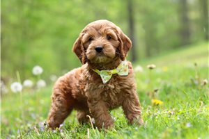 Gregor - Cockapoo for sale