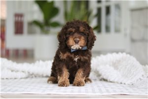 Domingo - Cockapoo for sale