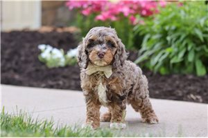 Axel - Cockapoo for sale