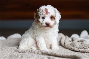 Fauna - puppy for sale