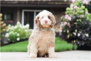 Callen - Cockapoo for sale