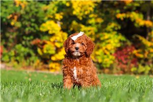 Miriam - Cockapoo for sale