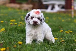 Bryn - Cockapoo for sale