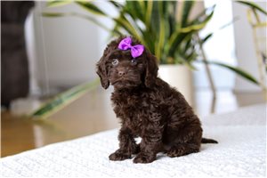 Rylee - Cockapoo for sale