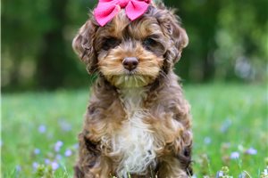 Hermione - Cockapoo for sale