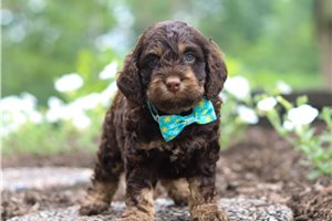 Herman - Cockapoo for sale