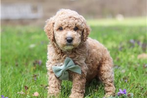 Escobar - Cockapoo for sale