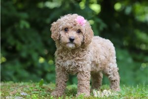 Felicia - puppy for sale