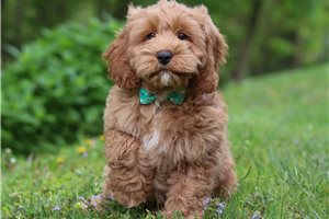 Gabriel - Cockapoo for sale