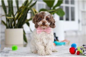 Eleanor - Cockapoo for sale