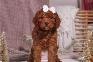 Aurora - puppy for sale