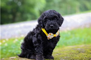 Hershel - Cockapoo for sale