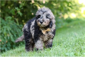 Herman - Cockapoo for sale