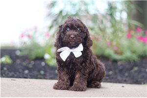 Legend - puppy for sale