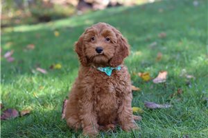 Cartwright - Cockapoo for sale