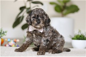 Donna - Cockapoo for sale