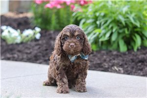 Asher - puppy for sale