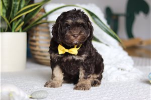 Chris - Cockapoo for sale