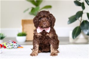Wynona - Cockapoo for sale